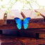 Butterfly Sky Blue Gold Pendant For Women Bulk