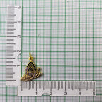 Butterfly Black Gold American Diamond Pendant For Women Bulk